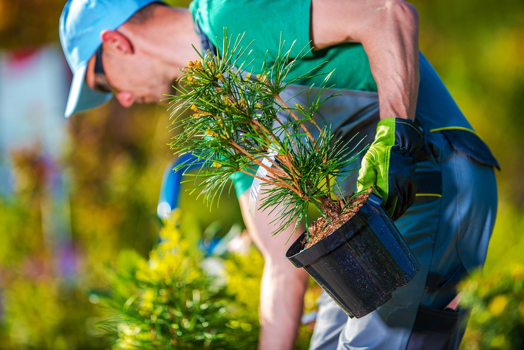 Landscaping in Reno, NV